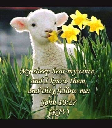 SHEEP hear my voice